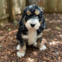 Zinnia - Tri-color female Bernedoodle puppy in Harpers Ferry, West Virginia from Oso Perfect Poodles and Doodles