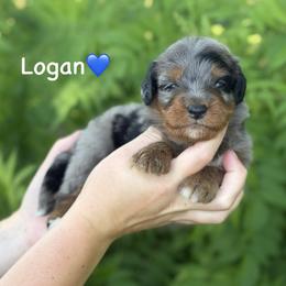 Logan - Blue merle male Aussiedoodle puppy in Lancaster, Minnesota from Finney Ranch