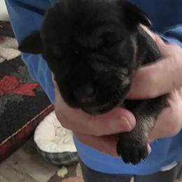 Boy 3 - Salt and pepper male Miniature Schnauzer puppy in Fresno, California from Findell Kennel, LLC