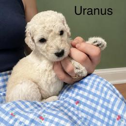 Uranus - White male Poodle puppy in Greenwich, New York from MizzElle’s Standard Poodles