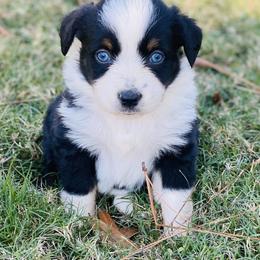 Miniature Australian Shepherd Puppies from Kuttin’ Up Mini Aussies