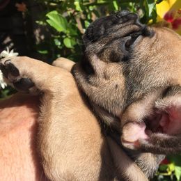 French Bulldog Puppies from Kimson