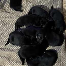 German Shepherd Puppies from George Creek Kennel
