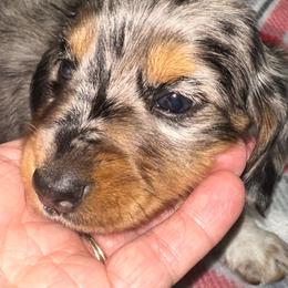 Boomer     2850.00 - Piebald male Dachshund puppy in Oscoda, Michigan from Northland Dachshunds