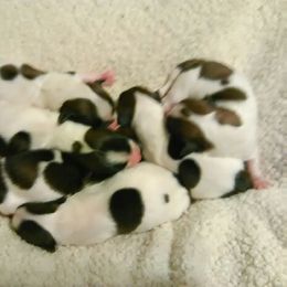 Havanese Puppies from Bedlem Havanese
