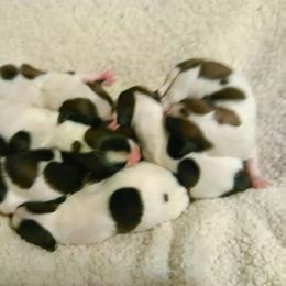 Havanese Puppies from Bedlem Havanese