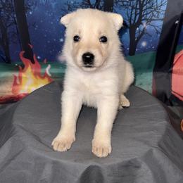 Mallow - White female German Shepherd puppy in Magnolia, Texas from K & Q Shepherds