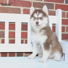 Button - Chocolate male Pomsky puppy in Murfreesboro, Tennessee from Middle Tennessee Pomskies