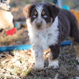 Boy 3 - Red tri-color male Australian Shepherd puppy in Athens, Alabama from SunSet Ranch Aussies