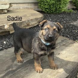 Sadie - Sable female German Shepherd puppy in Whitehouse, Ohio from Providence Landhaus