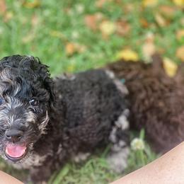 Goldendoodle, Labradoodle, Poodle, and Saint Berdoodle Puppies from Dent’s Doodles