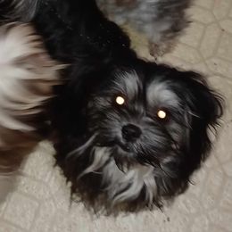 Elvira - Shih Tzu