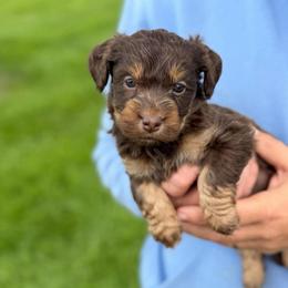 Monroe - Brown female Bernedoodle puppy in Warrensburg, Missouri from Dreamer Ridge Puppies