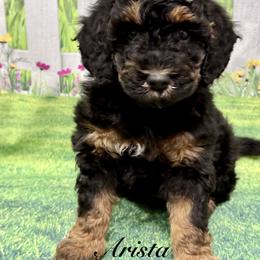 Arista - Phantom female Goldendoodle puppy in Gilbert, Arizona from Gilbert Az Doodles