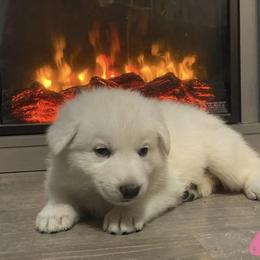 pink collar girl - White Berger Blanc Suisse puppy in Valparaiso, Indiana from Foreman’s White Swiss Shepherds