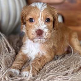 Pepper - Caramel female Australian Labradoodle puppy in Decatur, Alabama from Southern Meadows Doodles