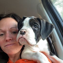 Boxer Puppies from Raynen Boxers, LLC