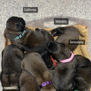 Leonberger Puppies from Invictus Leonbergers