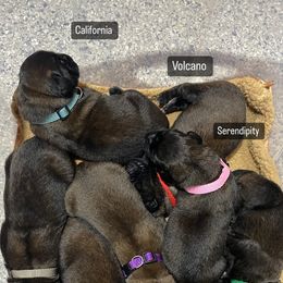 Leonberger Puppies from Invictus Leonbergers