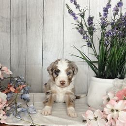 Aussiedoodle and Goldendoodle Puppies from Utah Faith Doodles