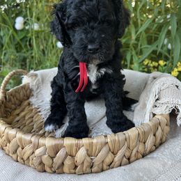 Goldendoodle Puppies from Dandelion Lane Doodles