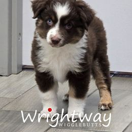 Gin - Red tri female Miniature Australian Shepherd puppy in Dowagiac, Michigan from Wrightway Wigglebutts