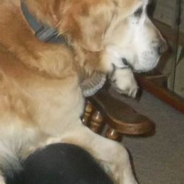Golden Retrievers and Shih Tzus from Elena Knigge's Shih Tzus and Golden Retrievers