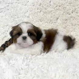 AKC Lewis - Tricolor male Shih Tzu puppy in Greenville, South Carolina from Babyface Shih Tzu