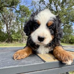 Big Tri Boy - Tri-color male Bernedoodle puppy in Sioux Falls, South Dakota from WhiskeyCreek Doodles