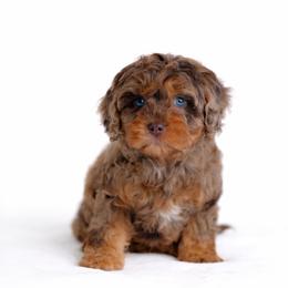 Australian Mountain Doodle, Bernedoodle, and Cavapoo Puppies from Cedar Wood Farms