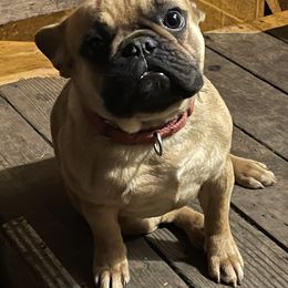 Boston Terrier and French Bulldog Puppies from High Plains