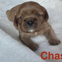 Chase - Ruby male Cavalier King Charles Spaniel puppy in Ormond Beach, Florida from Parkside Cavaliers