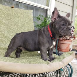 French Bulldog Puppies from LA_Texas Frenchie's