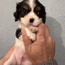 Boy 1 - Tri-color male Cavalier King Charles Spaniel puppy in Edmond, Oklahoma from Little Acorn: Cavalier & Bernese