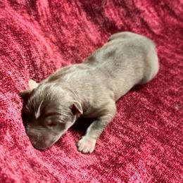 Noelle - Red and white female Siberian Husky puppy in Mechanicsville, Virginia from Shinko Siberians