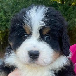 Oslo - Black rust and white male Bernese Mountain Dog puppy in Fountain, North Carolina from Stargirl Bernese Mountain Dogs