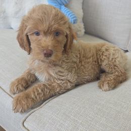 Peter - Cream male Goldendoodle puppy in Wauseon, Ohio from Medium Labradoodles 🐾