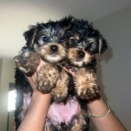 Yorkshire Terrier Puppies from Little Yorkes of Boston