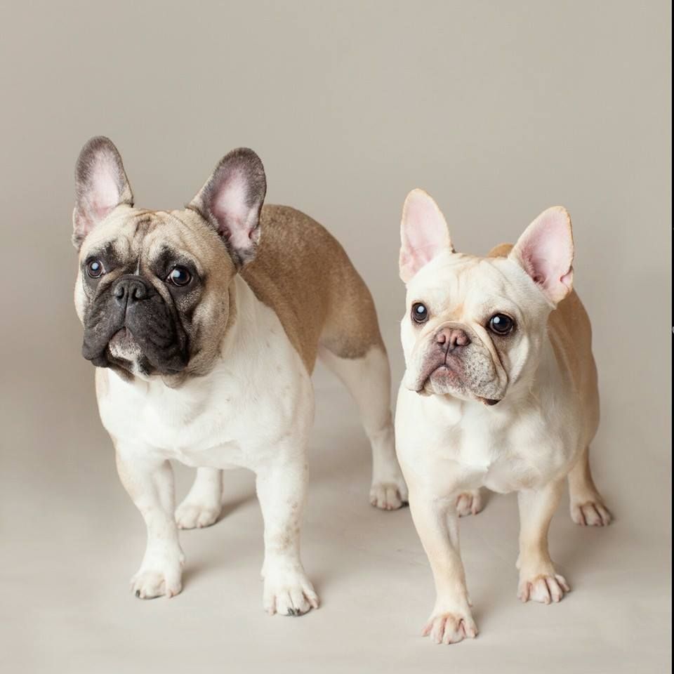 Whoville French Bulldogs in Alaska | French Bulldog puppies | Good Dog