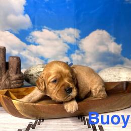 Buoy - Apricot male Cavapoo puppy in Chelan, Washington from North Cascades Doodles
