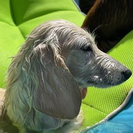 Home - Dachshund