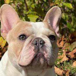 French Bulldogs from Muddy Creek Frenchies