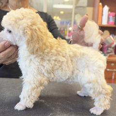 Poodle Puppies from Mishel St James