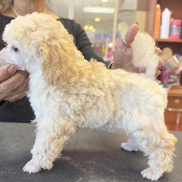 Poodle Puppies from Mishel St James