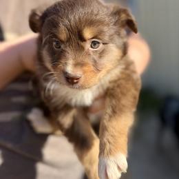Pancake - Red tri-color male Australian Shepherd puppy in Odessa, Texas from Yucca Blossom Pups