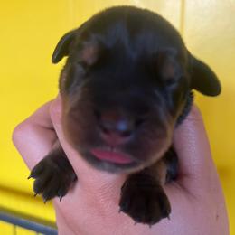 Burgundy - Black and mahogany female Rottweiler puppy in Mancelona, Michigan from Nicolle Stone