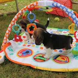 Beagle Puppies from South Beagles