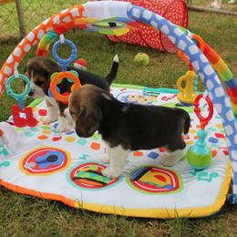 Beagle Puppies from South Beagles