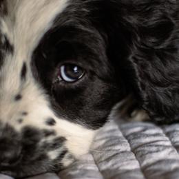 English Springer Spaniels from Tracy Varra