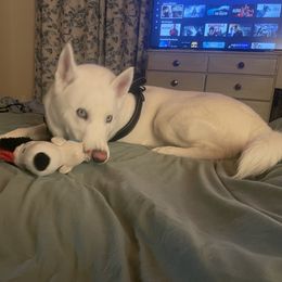 Bowie - Siberian Husky